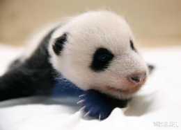 首隻大熊貓在韓國出生，取名“福寶”，它屬於中國還是韓國呢