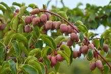 試試軟棗獼猴桃果樹，耐寒耐旱，果甘甜可口，產量可觀