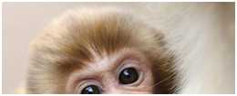 屬猴人，如果出生在這兩個月份，命真的很苦！