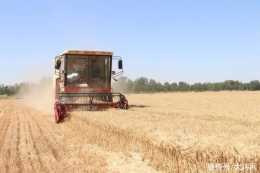 安陽：小麥收穫近五成 今日迎來機收高峰