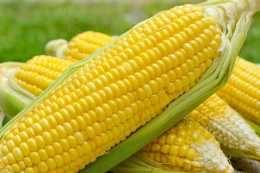 玉米是很好的營養品，但是吃過玉米1小時內，別碰3種食物