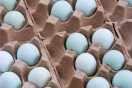 孕婦吃雞蛋好處多，但是一定要注意這幾點，不然會影響胎兒發育