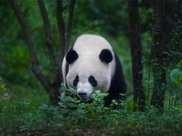 大熊貓擁有800萬年曆史，但幾千年前才開始吃竹子，之前吃的啥