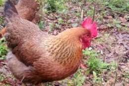 品質好的雞，有什麼樣的生長特點？其中要做好哪些飼養技術？