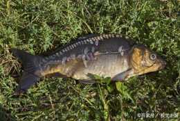 它被人們稱為“水老虎”，是一種江湖種兇猛的洄游性魚類