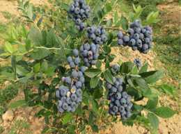 藍莓的營養豐富，在種植的時候，都應該注意什麼？
