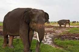 河南的簡稱為豫，意思是有大象的地方，河南什麼時間生活著大象？