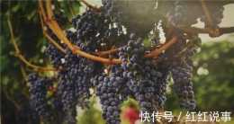 華僑變賣在美資產，斥資2億在寧夏戈壁灘種葡萄釀葡萄酒，現如何！
