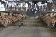 肉羊快速育肥 為羊肉熱賣做準備