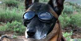 奇聞趣事：遠距離指揮 美軍研發軍犬專用AR護目鏡