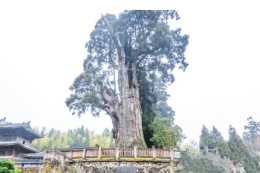 浙江“樹堅強”：活了1500年多次遭遇雷劈，今靠鋼架和營養液支撐