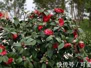 冬季養山茶花，學會4個小妙招，葉片翠綠，開花一茬又一茬
