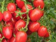 聖女小番茄滋潤面板，養顏美容，掌握四項，種出優質美味小番茄來