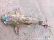 珠江有一種體重超300斤的魚，可能名字你都沒聽過，懂釣才釣到