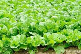 用春夏白菜的病蟲害防治技術，種植出的白菜，既好吃又好賣