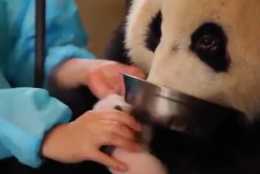 飼養員喂熊貓喝盆盆奶，趁機抱走熊貓寶寶，熊貓：還是盆盆奶重要