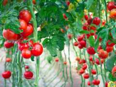 雲南上萬斤番茄滯銷，2毛一斤沒人要，農戶哽咽：只求賣完！