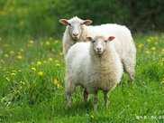 致屬羊人的終生宿命，下半輩子該依靠誰家有屬羊的人進來看看
