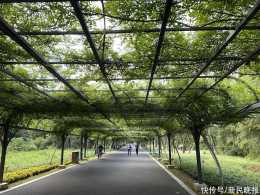 上海今年新增44.63萬平方米立體綠化 牆面、屋頂、橋柱、護欄“披紅戴綠”