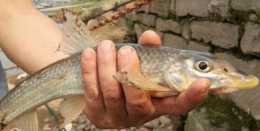 長江逐漸消失的魚種，嘴巴像鴨子，這種尖頭厚唇的魚你見過沒？