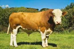 如何挑選生長潛力大的育肥小公牛？
