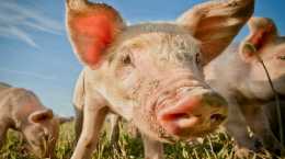 年底將近，豬肉價格能下降嗎？