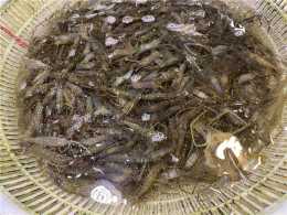 河蝦上市價格每斤超百元 “五一”後或將小幅降價