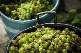 為什麼釀酒用的葡萄不能消毒不能洗？
