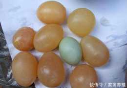 雞為什麼會下軟殼蛋，怎麼快速提升蛋殼質量