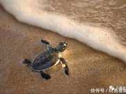 小海龜要爬進大海有多難？是它最危險時候，連沙蟹都能輕易捕食！