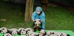 為什麼沒見過有人去四川偷大熊貓飼養員的回答讓人哭笑不得！