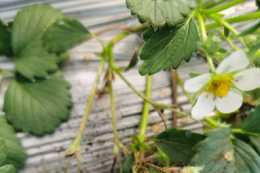 春季草莓蚜蟲的發生與防治技術
