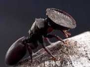 適應法則或隨便生長？頂著大鍋頭部的龜蟻，可封住洞口抵抗敵人！