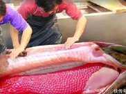 世界上最貴的魚，一兩賣出2800元，有錢都吃不到但卻白送
