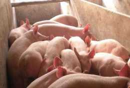 豬仔應該怎麼挑選，怎樣進行飼養管理？養殖戶們一定要注意這些
