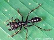 世界上“最毒”的螞蟻，一旦被它咬中，疼痛像被子彈擊中！
