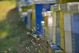 冬季蜜蜂盜蜂，尋找出盜蜂群，蜂群飼料儲備的要求，減少飼料消耗