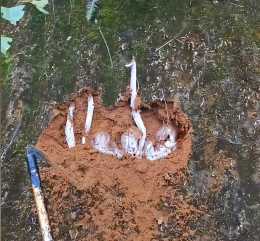 女子發現1顆小雞樅菌深挖後是一大波，雞樅菌有特殊的生長條件