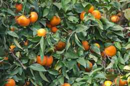 柑橘綠色標準化生產技術，及果園管理方法
