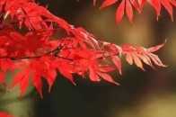 【每日一詩 1159】最是秋風管閒事，紅他楓葉白人頭