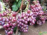 紅提葡萄如何高效種植建果園怎樣保持四周通透