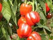 彩椒改善雀斑，減肥補血，重視彩椒變色期管理，收穫高品質的甜椒