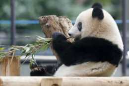 大熊貓太受大家歡迎，澳洲園方希望延長租借期