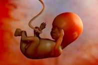 懷孕的時候，孕婦很痛苦，我知道。那胎兒呢？胎兒痛苦嗎？
