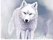 紐芬蘭島曾有一種白色的狼，有最美麗狼之稱，因體型巨大導致滅絕