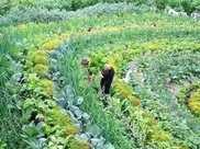 福州“強迫症”婆婆在家沒事幹，將菜園變成歐式花園，網友:厲害