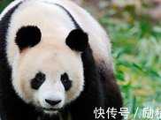 老虎獅子因何不攻擊大熊貓 熊貓另外的名字, 你怕是沒有聽過！