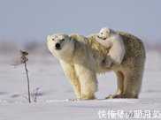 北極熊的交配行為：公熊使用暴力，是有原因的