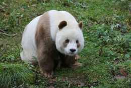 養一隻大熊貓真的要花費很多錢嗎？長見識了！
