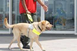 “導盲犬禁入”可能將成歷史，北京新規盡顯人性關懷